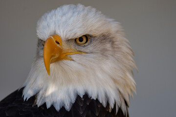 Bald Eagle Portrait