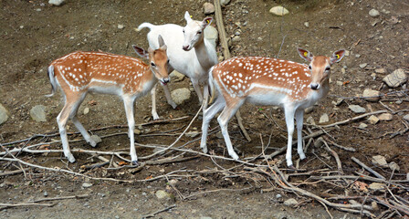 The fallow deer (Dama dama) is a ruminant mammal belonging to the family Cervidae. This common...