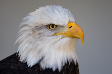 Bald Eagle Portrait