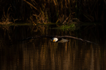 Bald Eagle in flight