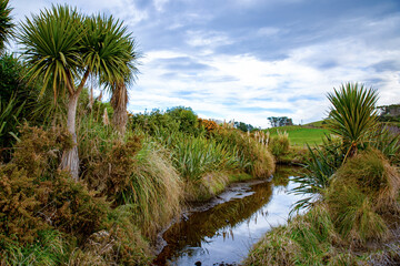 Native plants and trees are planted along farm fences and around waterways to provide a habitat and place for birds and bugs in New Zealand