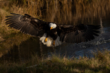 Bald Eagle in flight