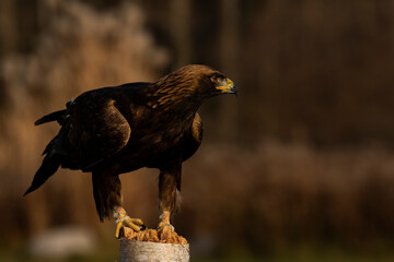 European Golden Eagle