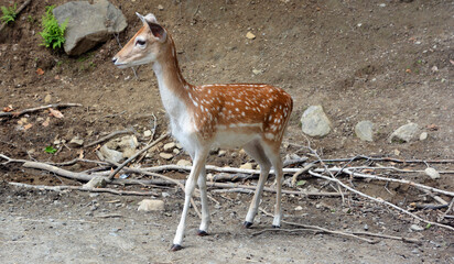 The fallow deer (Dama dama) is a ruminant mammal belonging to the family Cervidae. This common...