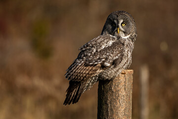 Great Grey Owl on a perch