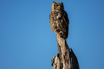 Great Horned Owl perched in a tree