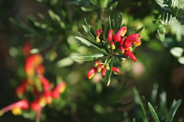 Obraz premium Grevillea 'Bonnie Prince Charlie' (Grevillea rosmarinifolia x alpina), South Australia 