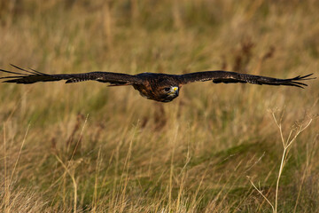 Red-tailed Hawk in flight