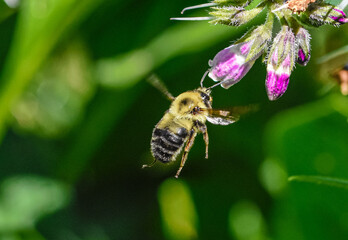 Closeup of a flying Common Eastern Bumble Bee (Bombus impatiens) making an approach to the flowers of Comfrey (Symphytum).  Copy space.  - obrazy, fototapety, plakaty