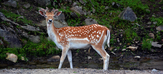 The fallow deer (Dama dama) is a ruminant mammal belonging to the family Cervidae. This common...