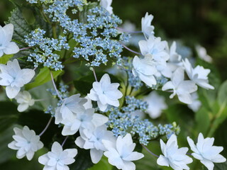 ガクアジサイのクローズアップ