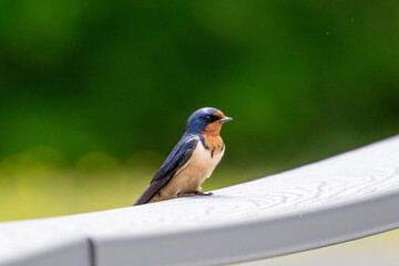 bird