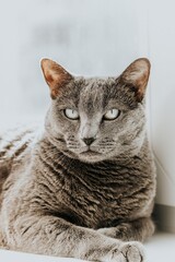 Adult gray cat resting calmly on a white windowsill, toned photo