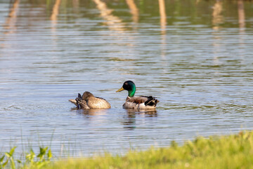 duck on the lake