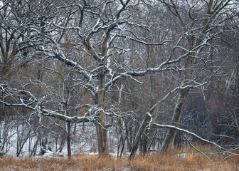 Snow-covered branches of a massive oak tree create sculptural patterns in a Midwest woodland.