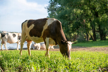 cow in the field eating grass lawn, natural farm agriculture