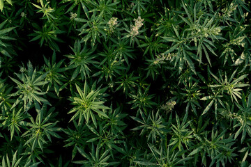 leafs of growing  hemp plant, medcine drug background