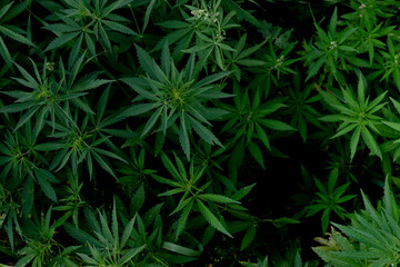 Fototapeta na wymiar leafs of growing hemp plant, medcine drug background