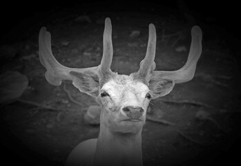 A white deer (stag for male, white hind for the female) is a white-colored red deer or fallow deer,...