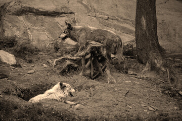 Fototapety na wymiar - Fototapeta24.pl