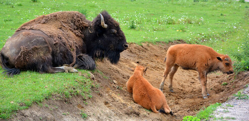 American bison or bison calf and mother also  known as the American buffalo or simply buffalo, is a...