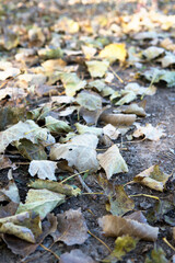 Background of autumn dead leaves all over the ground