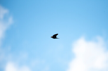Brown Headed Cowbird