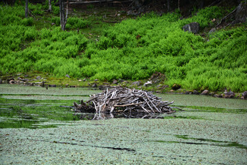 
Beaver dam from branches, logs and mud. Beaver impoundment on forest river