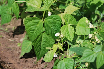 Blühende Buschbohnen