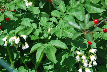 Blühende Kartoffeln