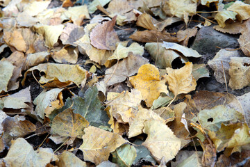 A lot of fallen leaves cover the ground