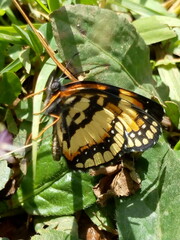 butterfly on a leaf