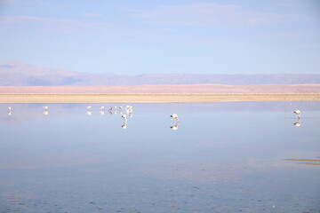 View of Chaxa Lagoon in the Atacama Desert, Chile