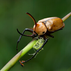beetle giant