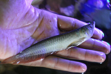 Arowana fish was die