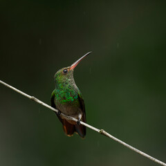 hummingbird under the rain