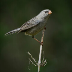 seed bird on perch