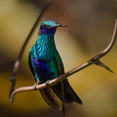 hummingbird violet