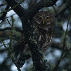 american pygmy owl 