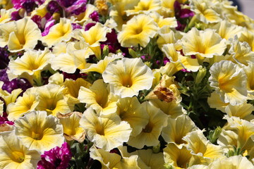 Sea Of Gold, William Hawrelak Park, Edmonton, Alberta