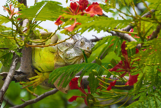 Iguana resting on a tree limb curiously looking over the next course of red flowers to eat.