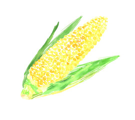 Illustration of corn drawn in watercolor