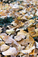 After the autumn wind passed, the ground was covered with golden poplar leaves