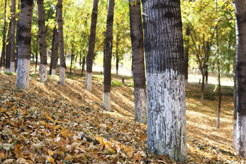 Poplar trees and fallen leaves in the autumn park