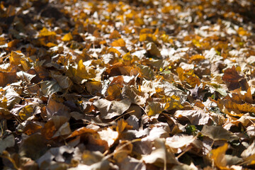 Thickly covered poplar leaves in autumn