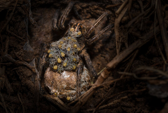 Wolf spider attending to her young as they hatch from the large egg sack and congregate on her back.