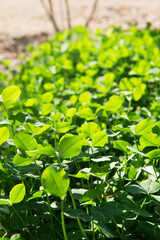Clover that still thrives in autumn