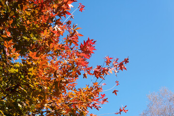 Red leaves on the branches under the blue sky in autumn