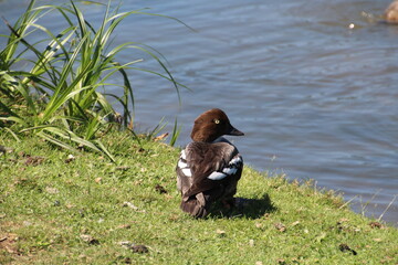 Golden Eye On Land, William Hawrelak Park, Edmonton, Alberta