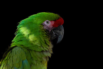 A green parrot looks to the right against a black background.